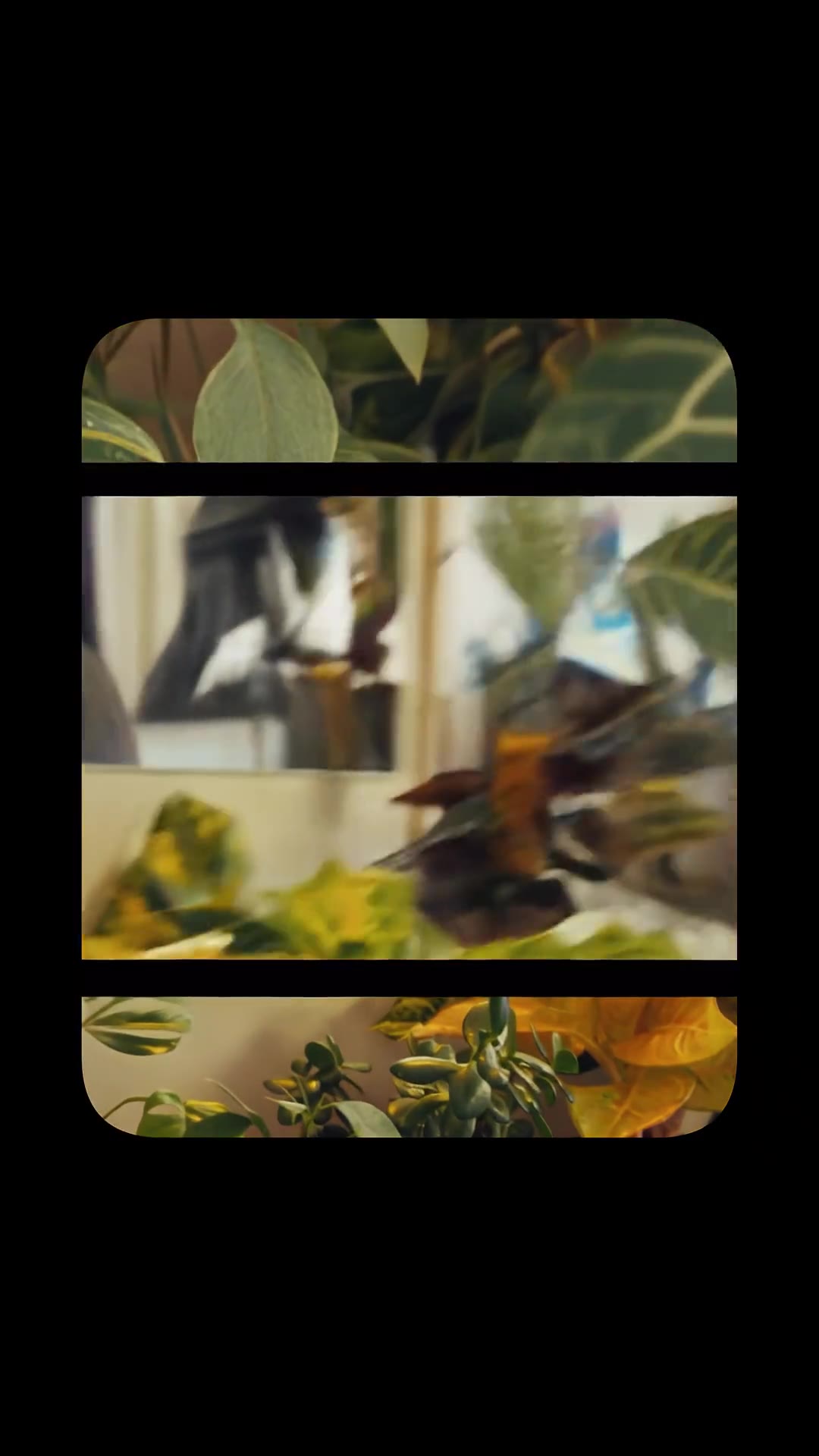 Plant macro reel