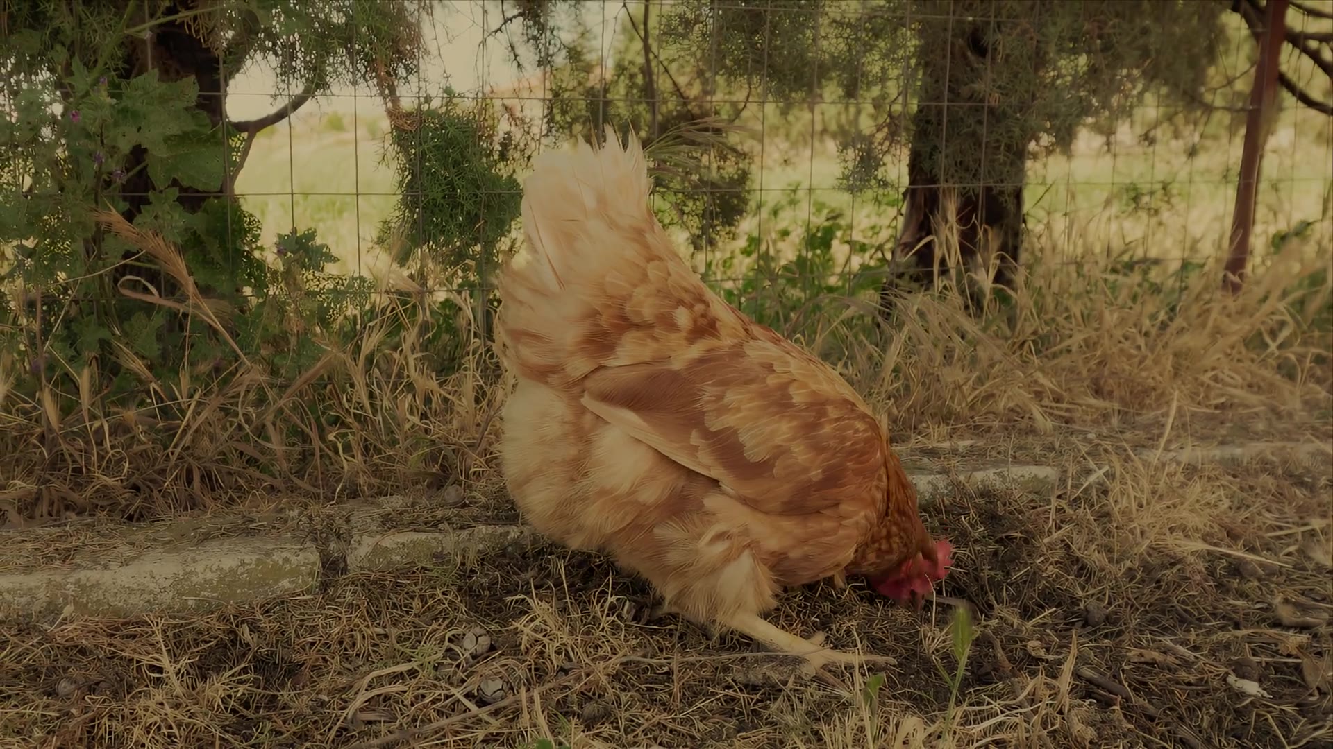 First village film, remastered
